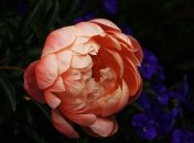 Півонії потребують пересадки