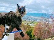 "Волк-монстр" на страже безопасности: в Японии придумали оригинальный способ борьбы с медведями