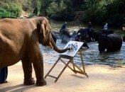 ВИДЕОпозитив: слон рисует слона