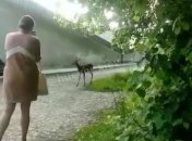 В Киеве у метро разгуливал олененок (видео)