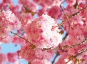 Нарушенное восприятие запахов может негативно повлиять на половую жизнь