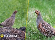 Сіра куріпка