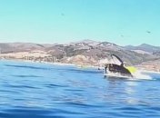 Впечатлений на всю жизнь: в Калифорнии кит чуть не "проглотил" двух каякеров (Видео)