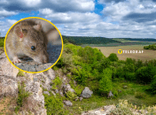 Мышки расплодились в Тернопольской области