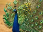 На Буковині п’яний живодер жорстоко вбив павича