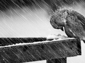 Погода в Украине на 3 декабря: Температура воздуха резко упадет  