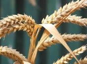 Минэкономики: Украина экспортировала 95% от планируемого объема пшеницы