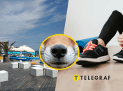 В Одессе хищное животное пришло на спортивную площадку