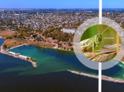 Нашестя сарани