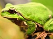 Жаба-путешественница: от Китая до ЮАР на Рождество 