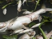 Добровольцы вытащили на берег 37 тонн погибшей рыбы