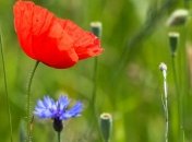 Прогноз погоды в Украине на 24 июня: сохранится жара, но местами пройдут дожди