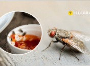 Почему мухи больно кусаются