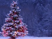 Как телеведущие будут праздновать Новый год?