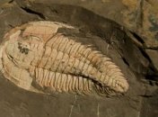 На Марсе обнаружены окаменелости доисторических морских существ