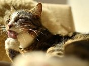 В Ухане ветеринары обнаружили коронавирус у 15% кошек