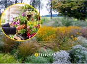 Небезпечні рослини