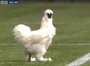 Курица едва не сорвала футбольный матч (Видео)