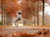 Далматинець