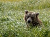 Власти убили последнего в стране медведя