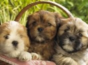 Украинцы больше любят собак, чем кошек