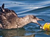 Ученые: Желудки морских птиц забиты пластмассой 