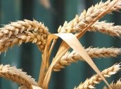 Урожай 2020: "Аграрный фонд" увеличит закупки зерна