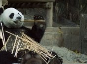 Не были вегетарианцами: Новое исследование пролило свет на происхождение панд