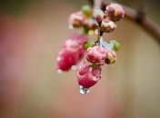 Дождливая весна