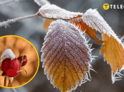 Листопад 2024