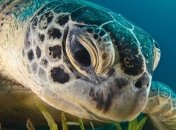 Морские черепахи теряют самцов из-за глобального потепления