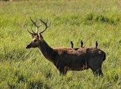 6 лет тюрьмы - за убитого оленя