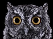 Лучшие друзья человека: удивительные снимки невероятно красивых животных (Фото) 