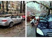 Рухнувшее дерево затормозило не одну "железную лошадку" в городе