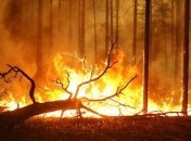 Площадь лесных пожаров в Сибири сократилась