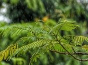 Синоптики обіцяють грозові дощі та +34°