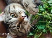 Кошачья мята – это не просто трава (фото создано с помощью ИИ)