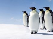 Большинство пингвинов вымрут к концу века из-за изменений климата 