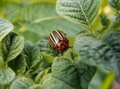 Завдяки цьому способу ваша картопля буде врятована від цього шкідника