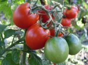 Помидоры в Украине пользуются большим спросом