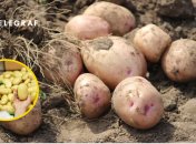 Картофель в поле