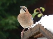 Какой завтра праздник: обычаи, традиции и гадание 11 декабря