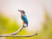 Летучие мыши и птицы: что между ними общего