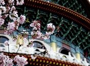 В Японии начался сезон цветения сакуры