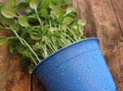 Незваных гостей больше не будет