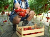 Завалит урожаем томатов