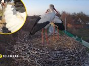 У гнізді склалася нова пара