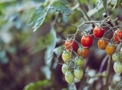 Томати – популярна культура