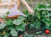 Деревна зола поживна для огірків, але її якості можна покращити