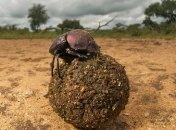 Жуки-навозники специализировались на экскрементах динозавров